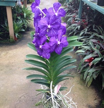 vanda orchid in flower showing aerial roots